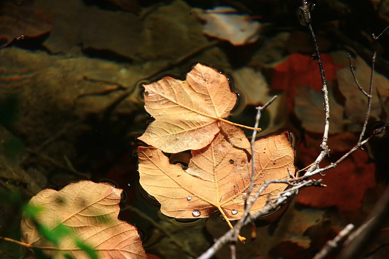 Autumn maple leaves floating on a clear stream pool at Plitvice Lakes
