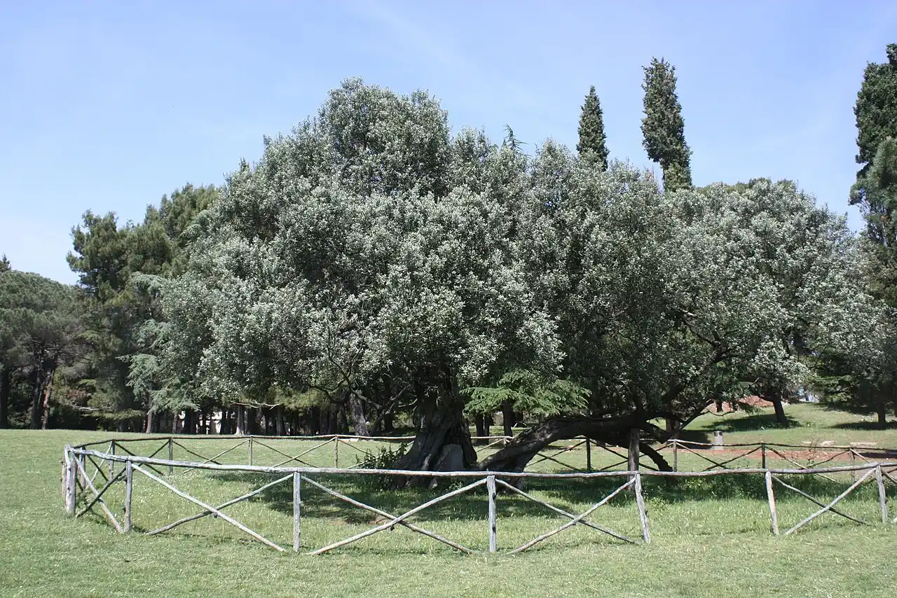The 1,600-year-old olive tree on Veliki Brijun, its wide crown inside a low wooden fence