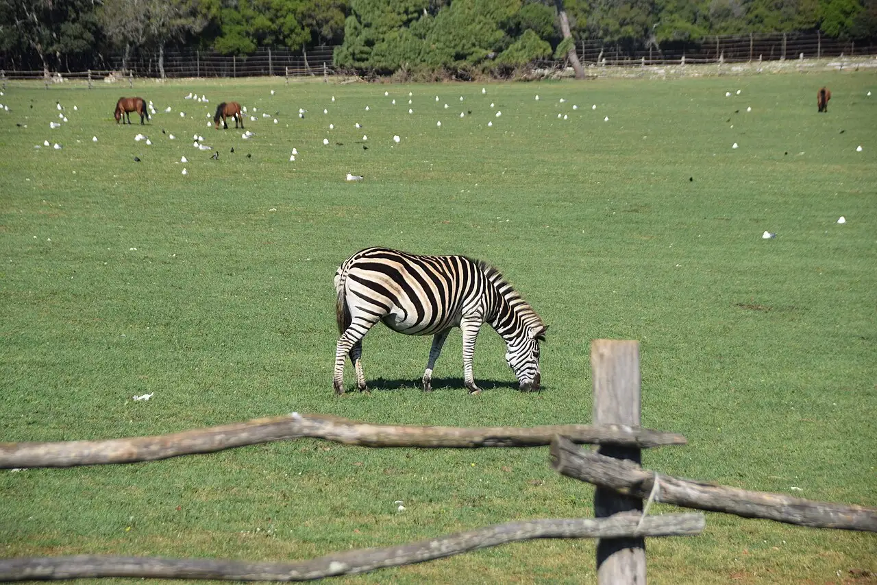 A zebra grazing on a wide green meadow in the Brijuni safari park, with horses and gulls in the background behind a wooden fence