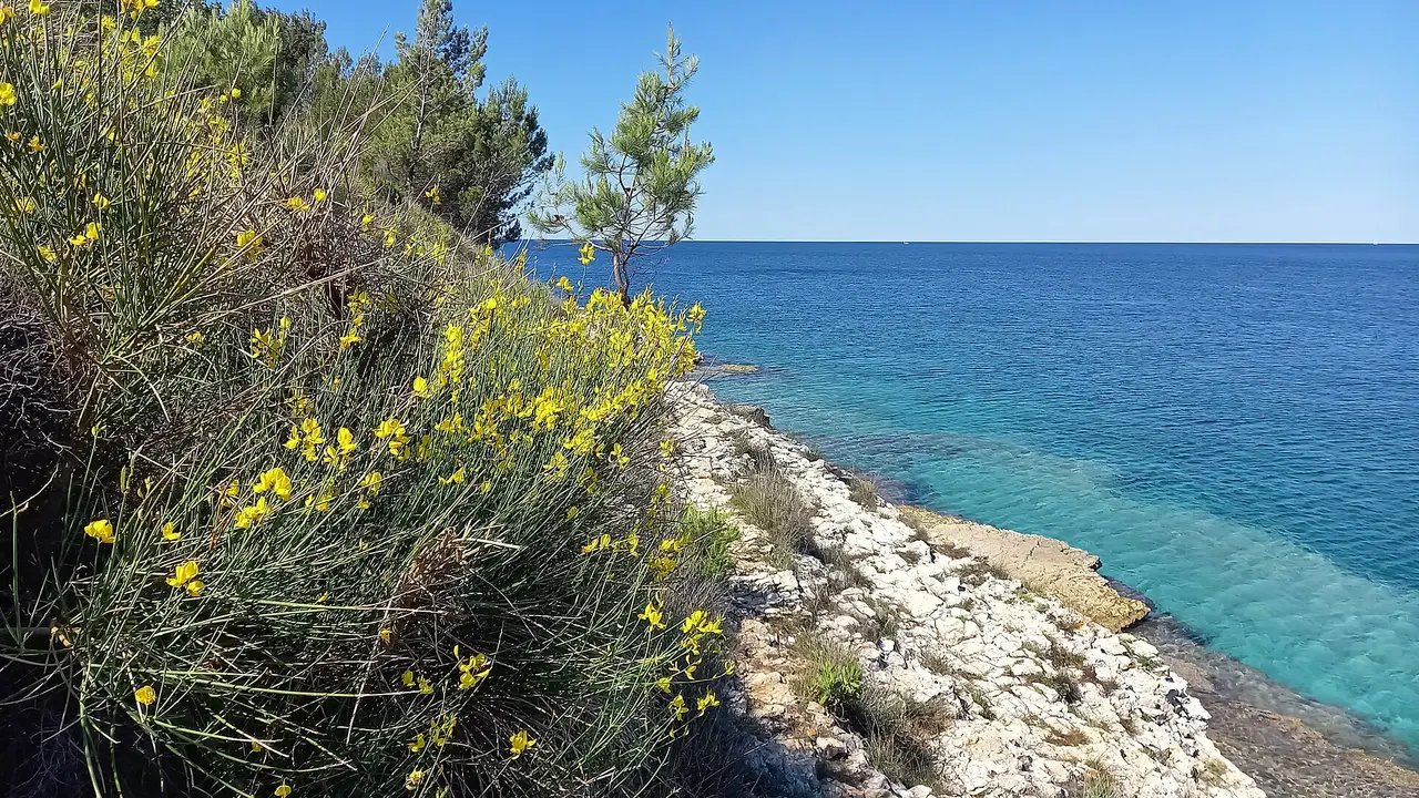 Yellow broom flowering over the low scrub and rocky tip of Cape Kamenjak on the southern Istrian coast