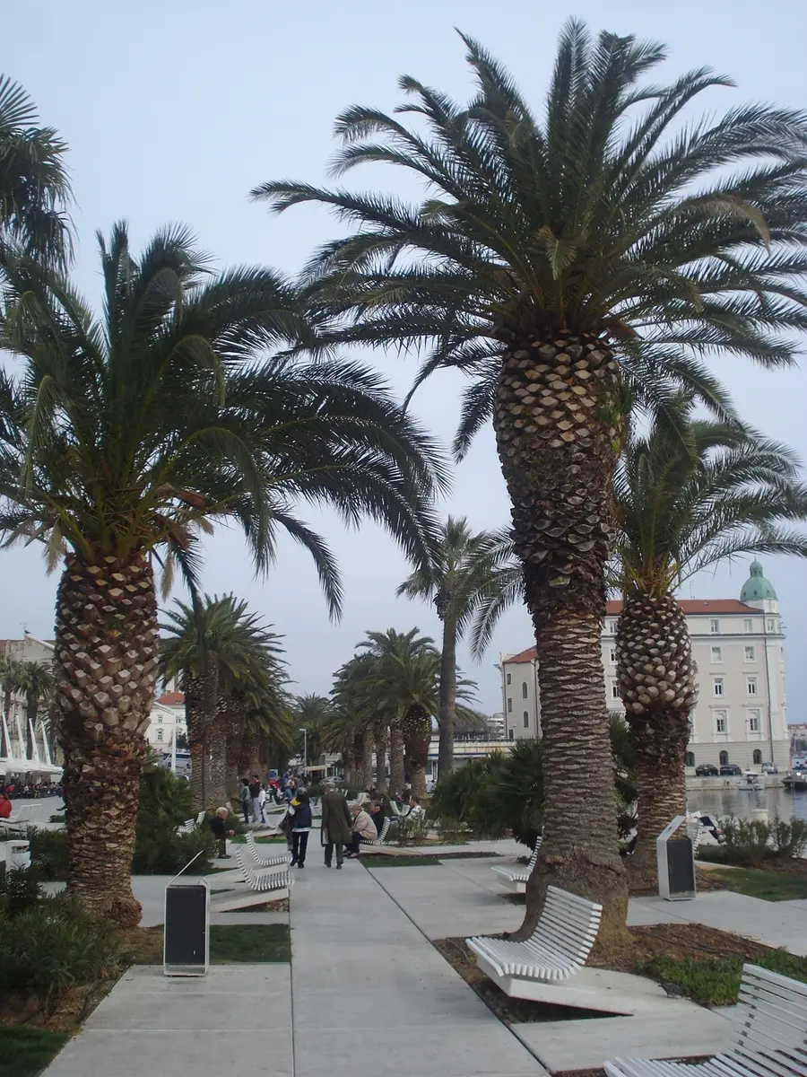 Palms and cafe tables along the Riva waterfront in Split under a blue sky