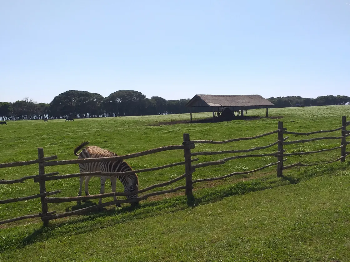 A zebra grazing in the safari park on Veliki Brijun, part of Brijuni National Park