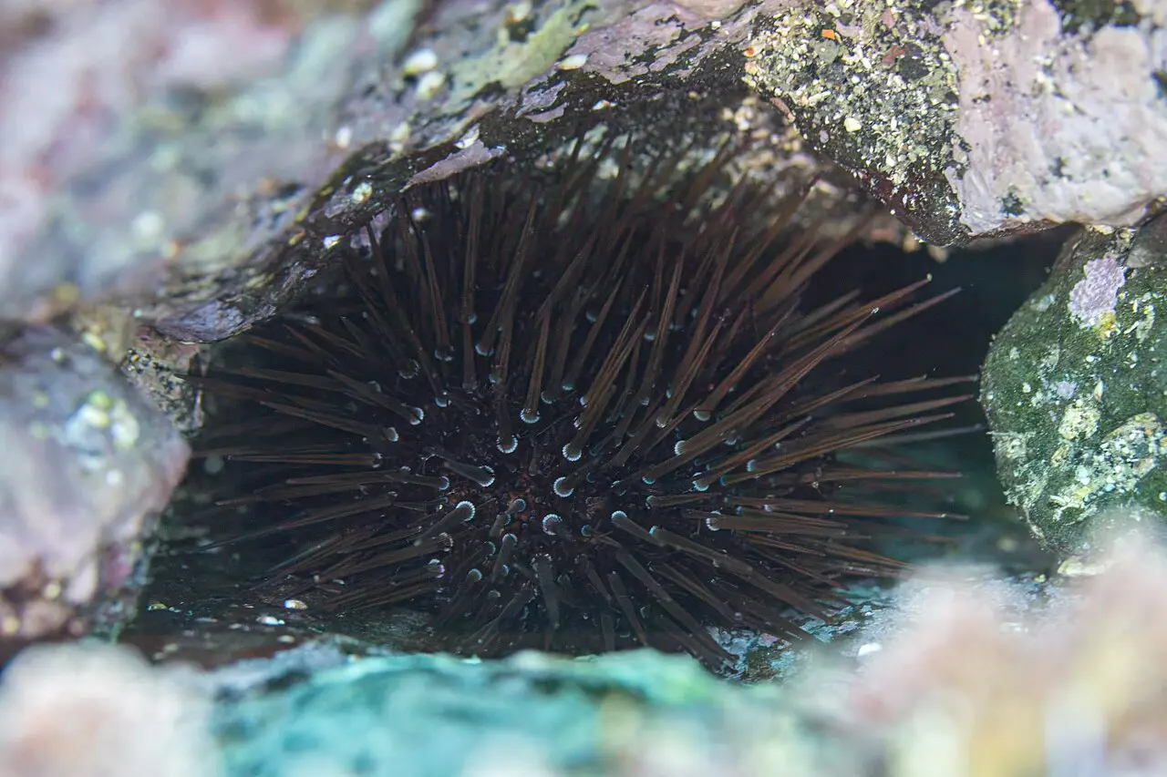 A dark purple Mediterranean sea urchin with long spines clinging to a submerged rock