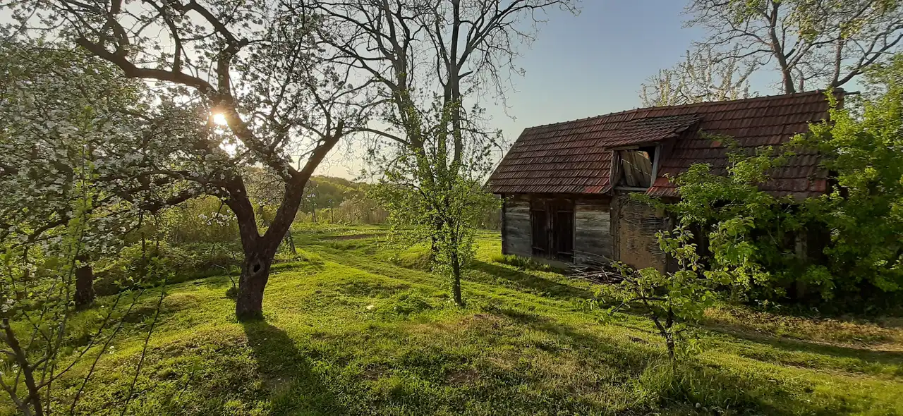 An old wooden cottage among blossoming fruit trees in the hills of Hrvatsko Zagorje at sunset