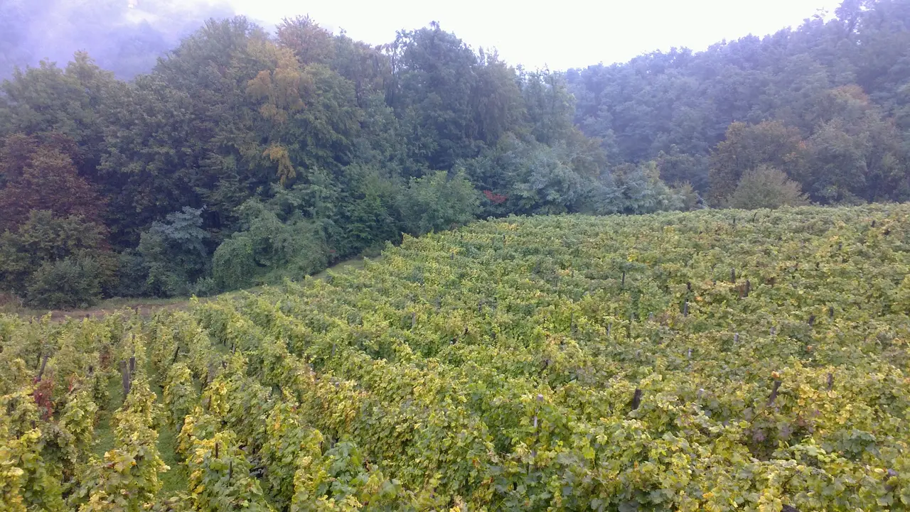 Rows of vines turning yellow on a hillside in Hrvatsko Zagorje in autumn