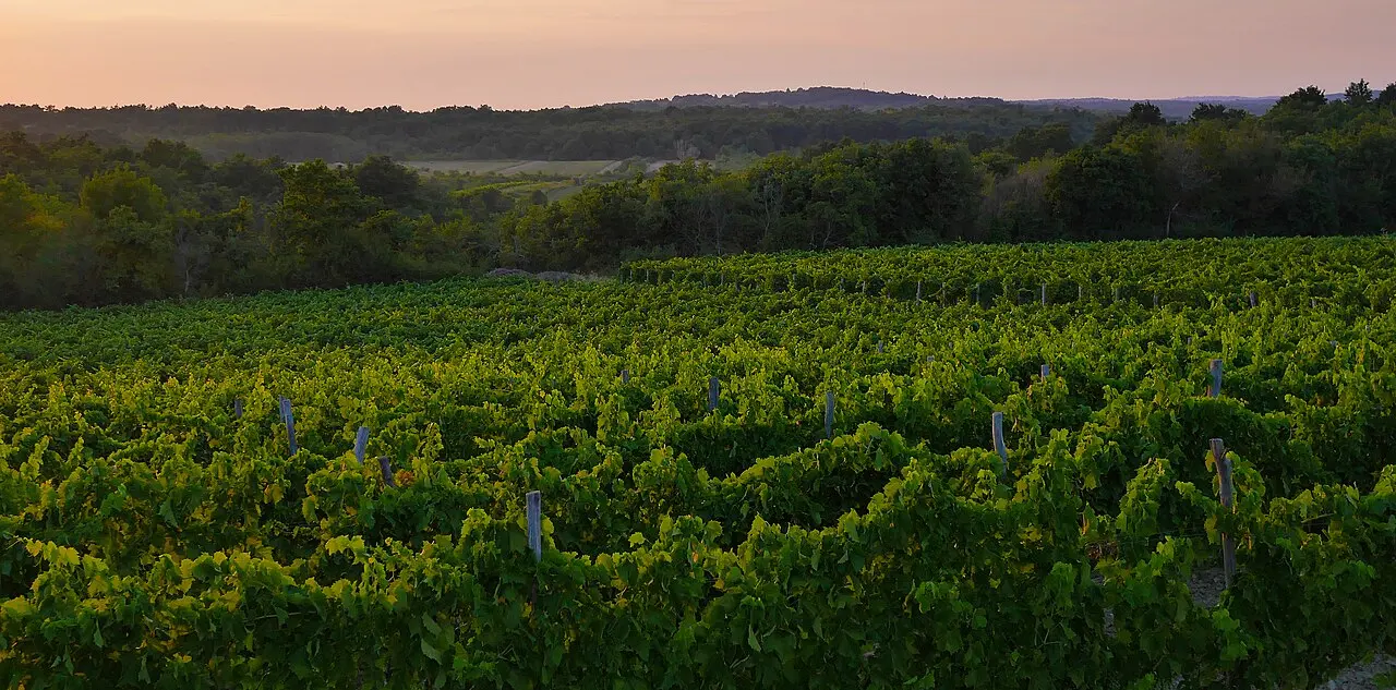 Rows of vines across the rolling green hills of inland Istria under a blue sky