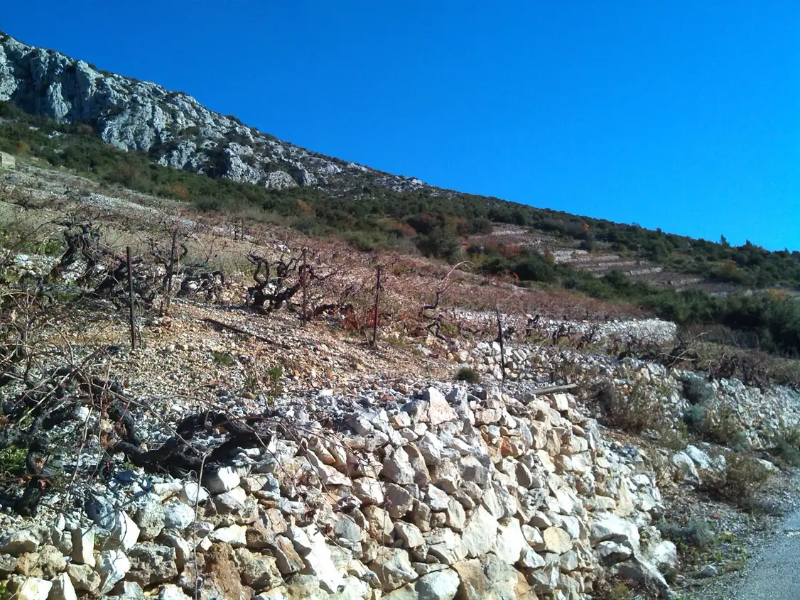 Steep terraced vineyards on the Pelješac peninsula dropping toward the sea