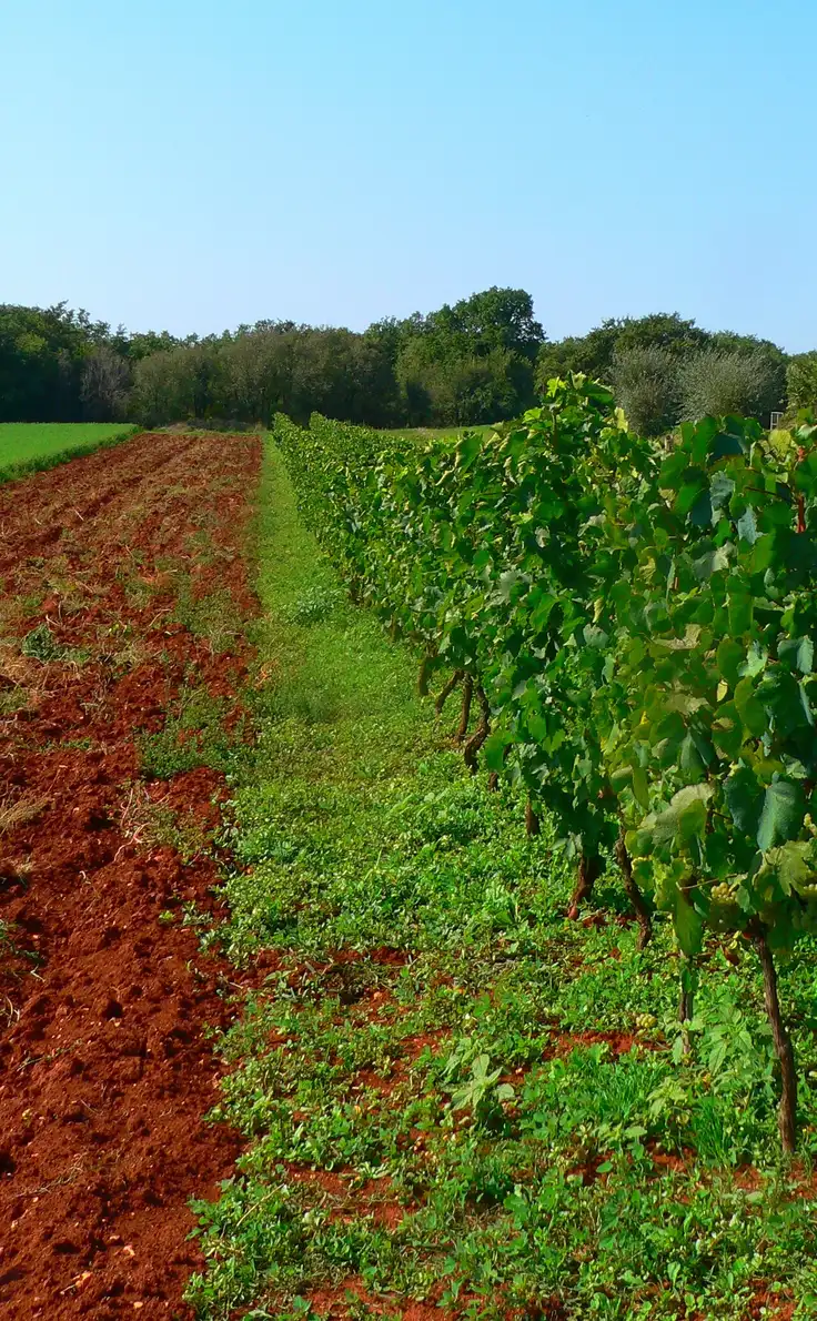 A Malvazija vine growing in deep red terra rossa soil in Istria