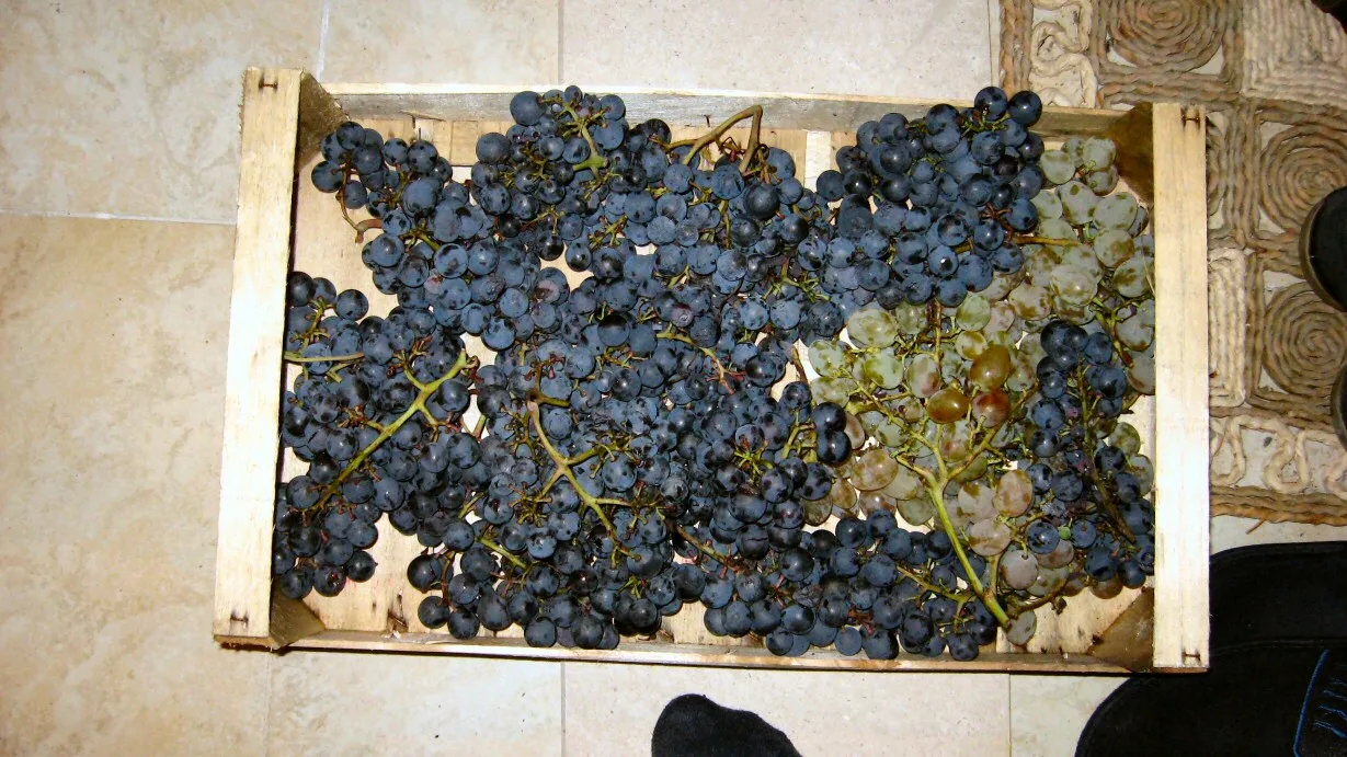 Dark ripe Plavac Mali grapes on the vine