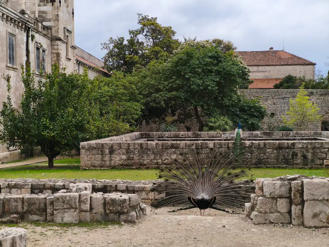 A peacock fans its tail on a gravel path between low stone walls, with green trees, a stone wall and old buildings with tiled roofs behind it