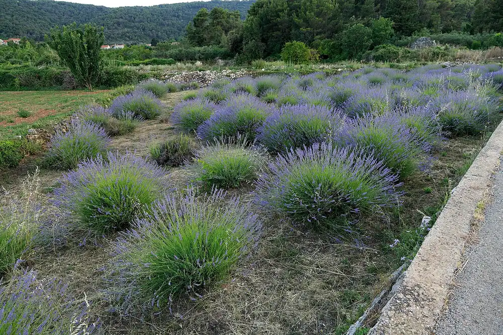 Rows of flowering lavender on a terraced field on Hvar island