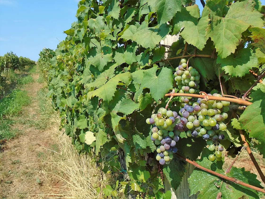 Rows of vines in an Istrian vineyard under a blue sky, the source of Malvazija and Teran wines
