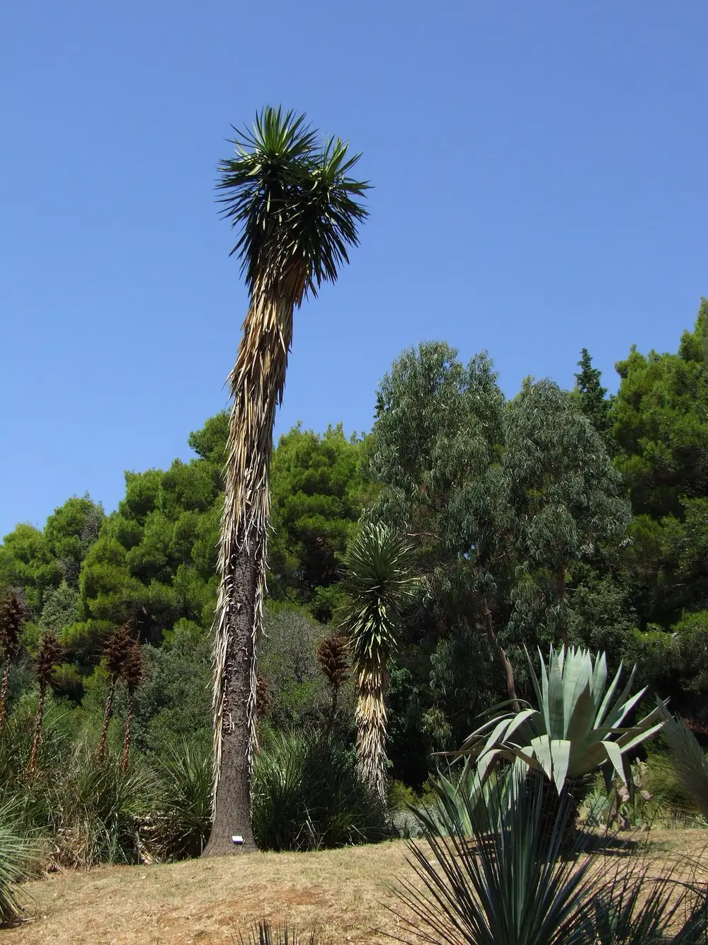 Tall yuccas and agaves in the botanical garden on Lokrum