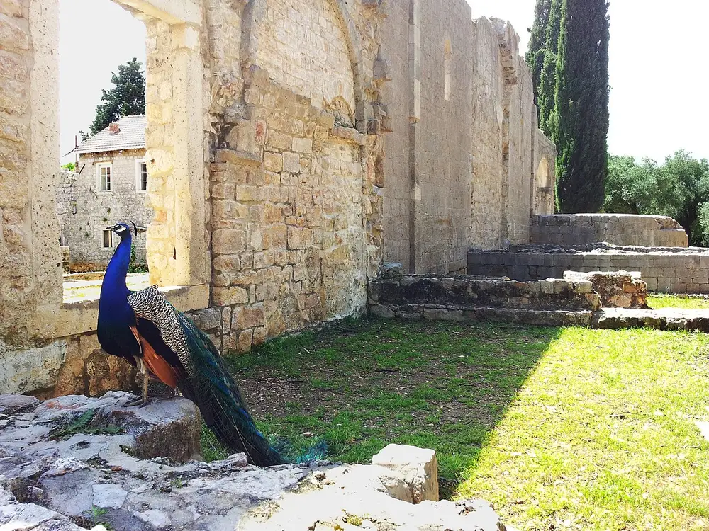 A peacock standing in the ruined arcades of the Benedictine monastery on Lokrum
