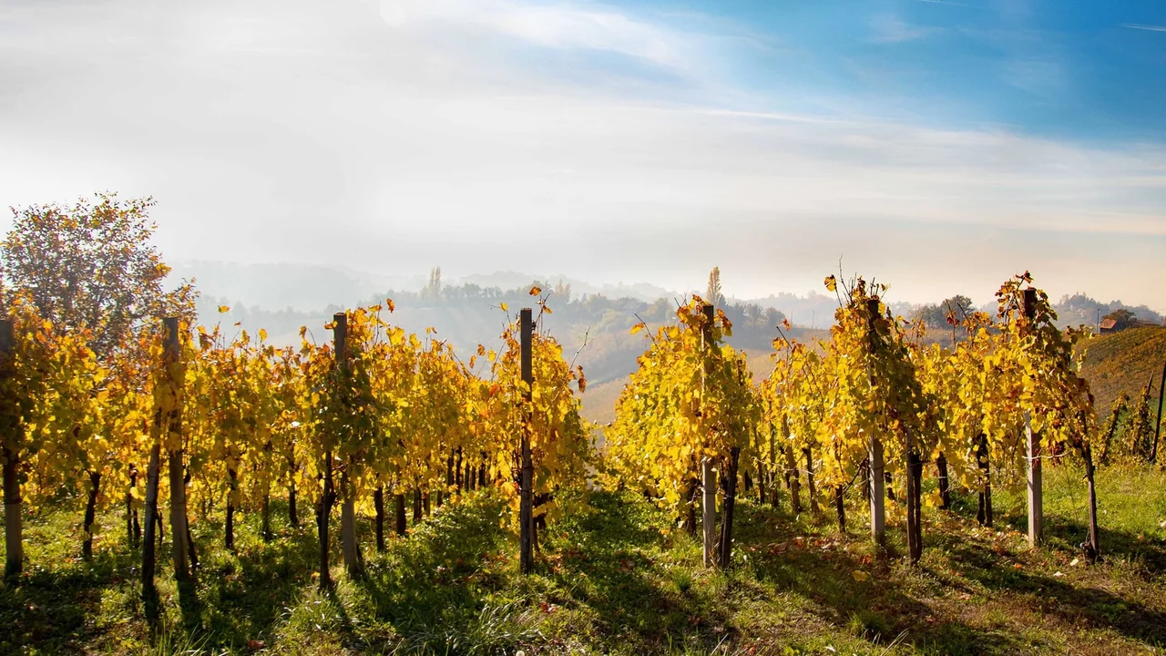 Rows of vines with golden autumn leaves on a Plešivica hillside, with misty wine hills behind