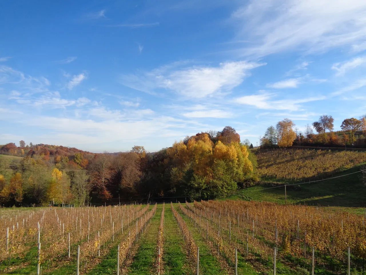 Rows of vines in bronze autumn leaf below yellow and rust-coloured woods in the Međimurje hills in November