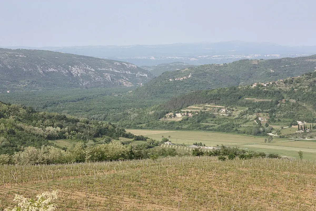 Green vineyard and forest slopes below Motovun under scattered cloud