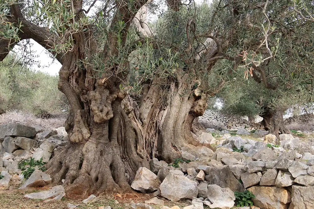 An ancient gnarled wild olive tree with a thick twisted trunk in the Lun olive groves on Pag