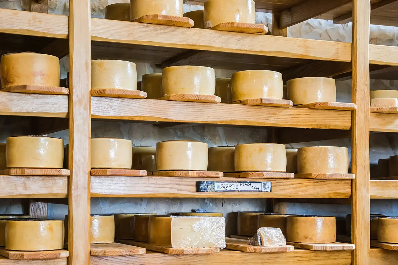 A cut wheel of hard golden Paški sir sheep cheese from the island of Pag