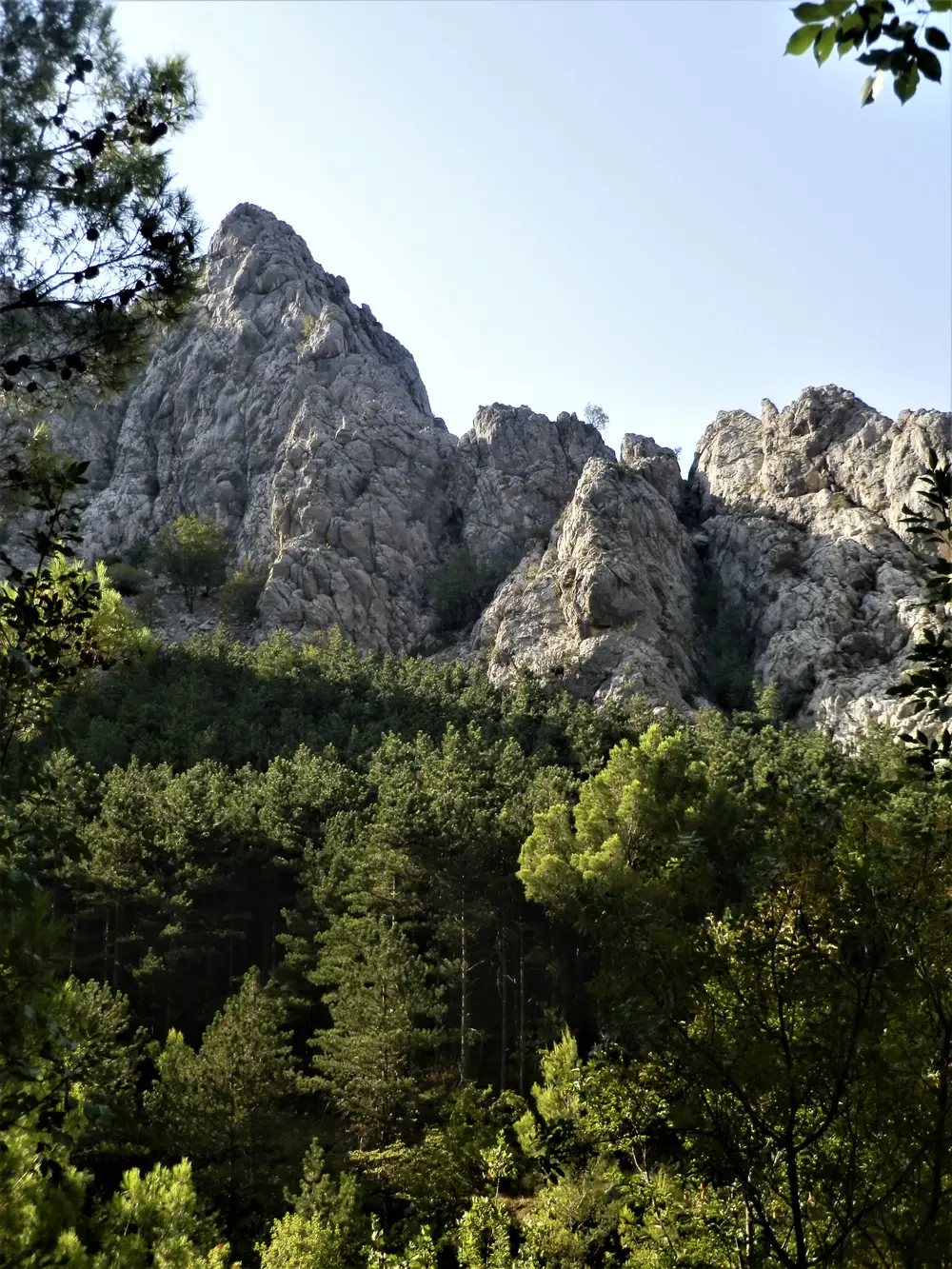 Bare white karst peaks rising above a pine forest inside Paklenica National Park