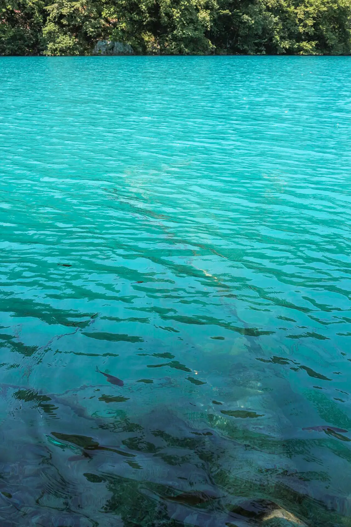 Shoals of fish in crystal-clear shallow water over travertine at Plitvice