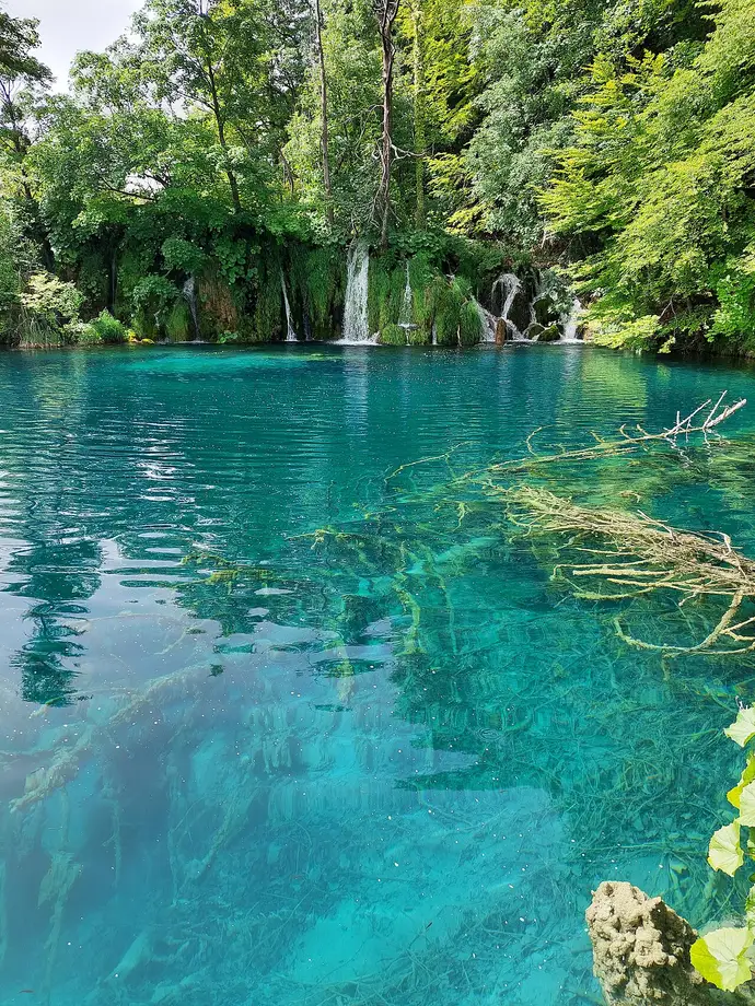 Clear turquoise water with submerged branches below small falls at Plitvice