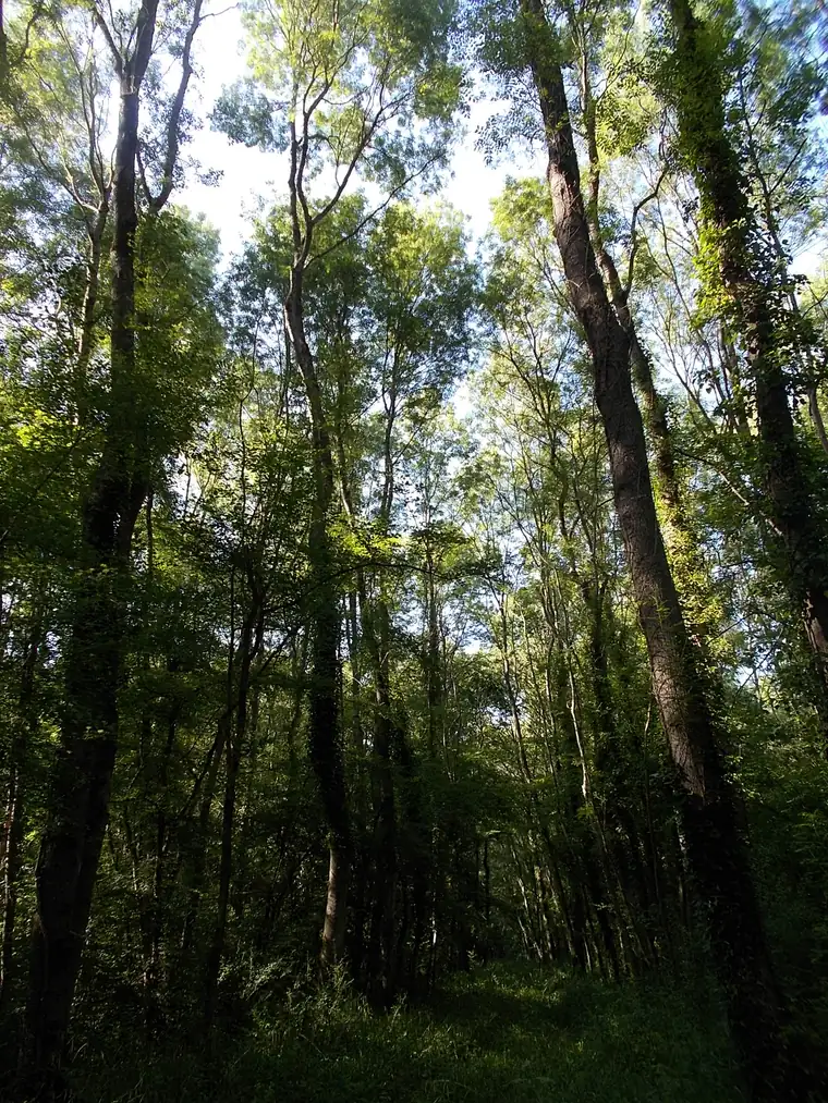 Inside the Motovun forest in Istria, tall oaks and thick green undergrowth in summer light