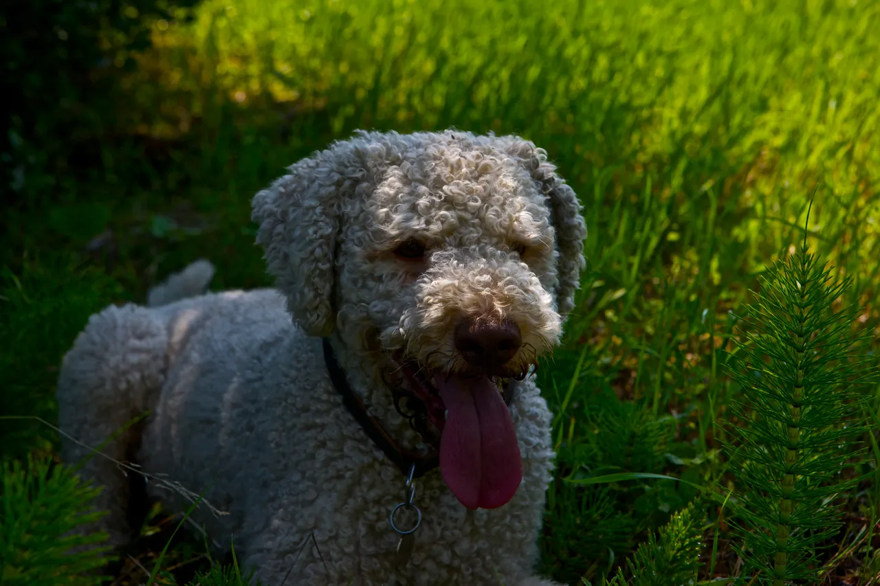 A curly-coated Lagotto Romagnolo truffle dog lying in green grass with its tongue out