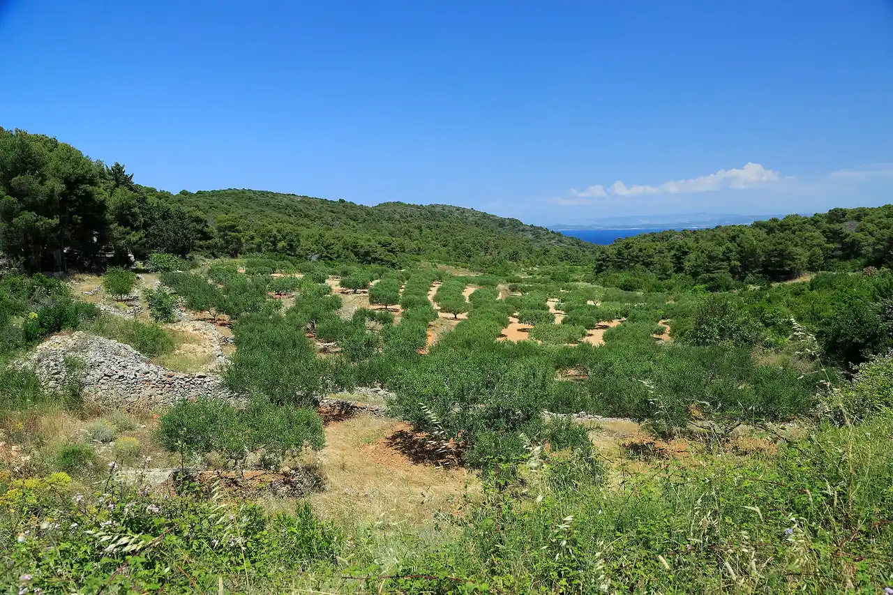 A terraced olive grove and vineyard in the interior of Vis under dry hills